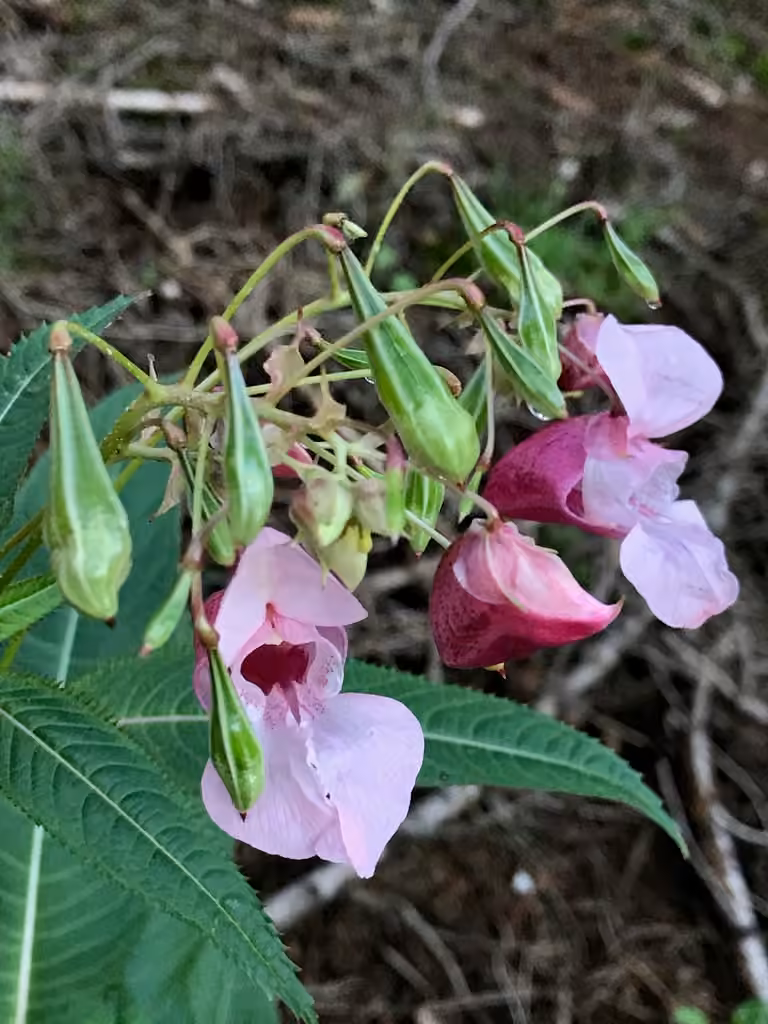 Impatiente glanduleuse, En fleurs