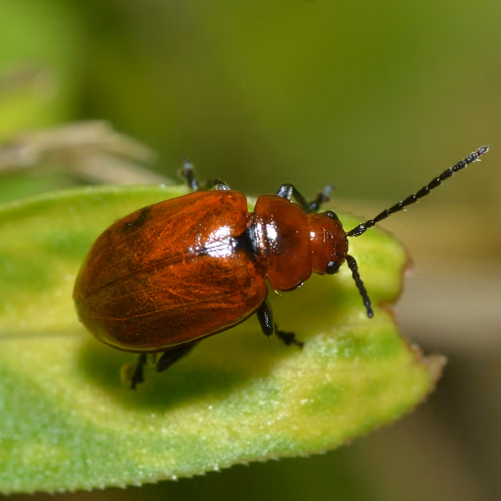 Red flea beetle, photo 1 of 5