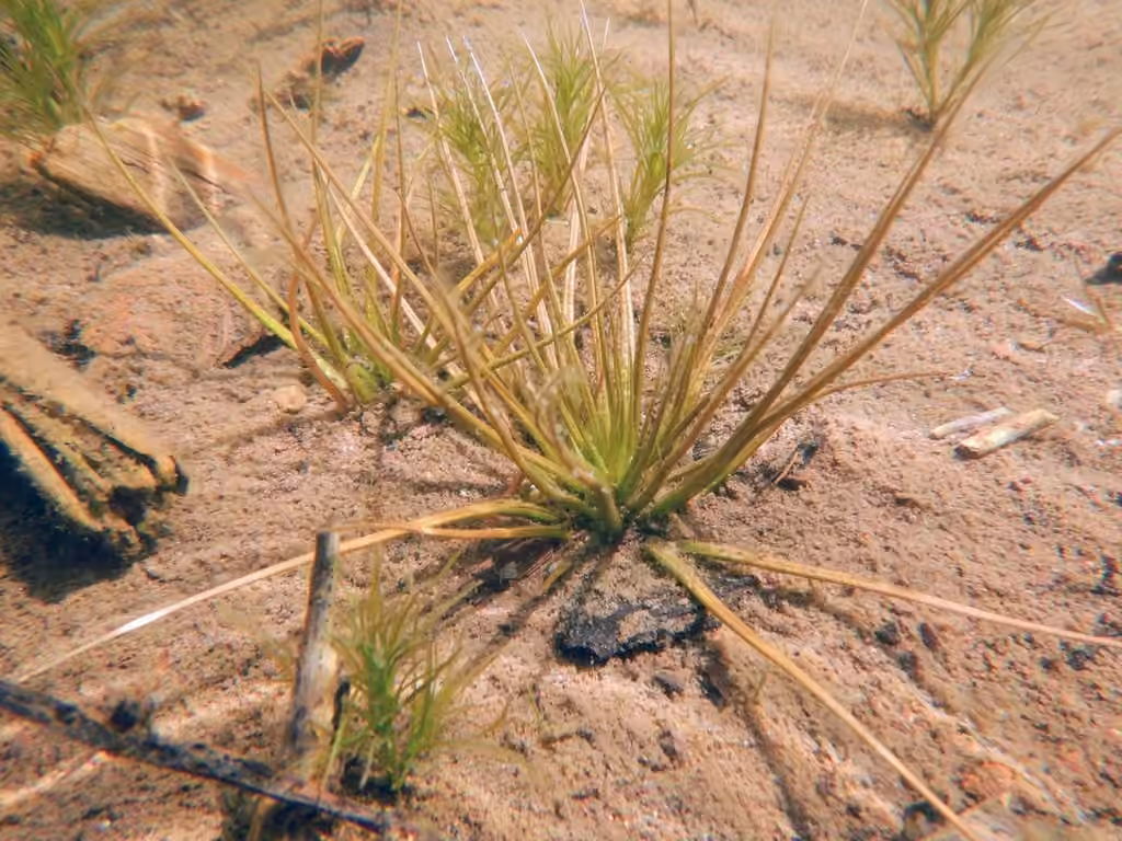 Isoète à spores épineuses