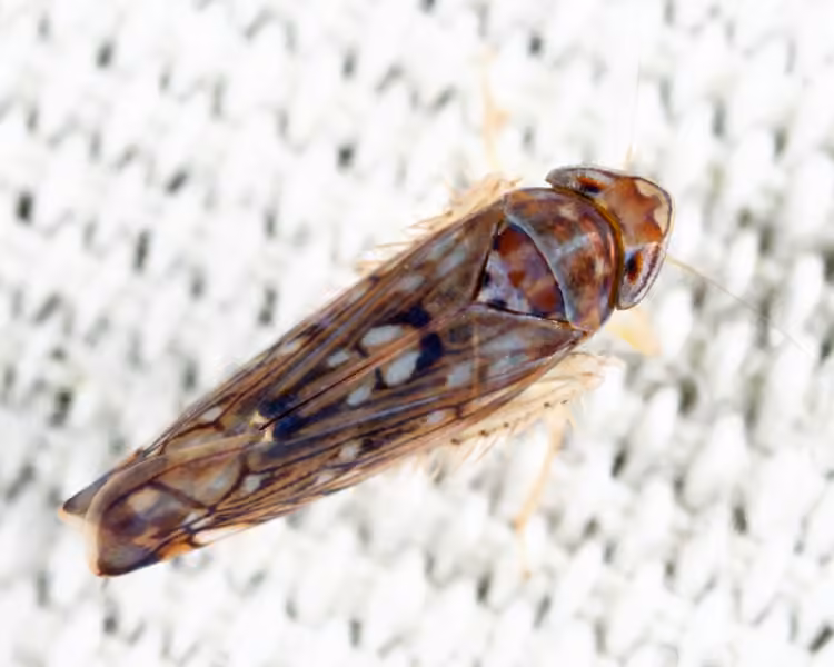 Scaphoideus immistus, Adulte