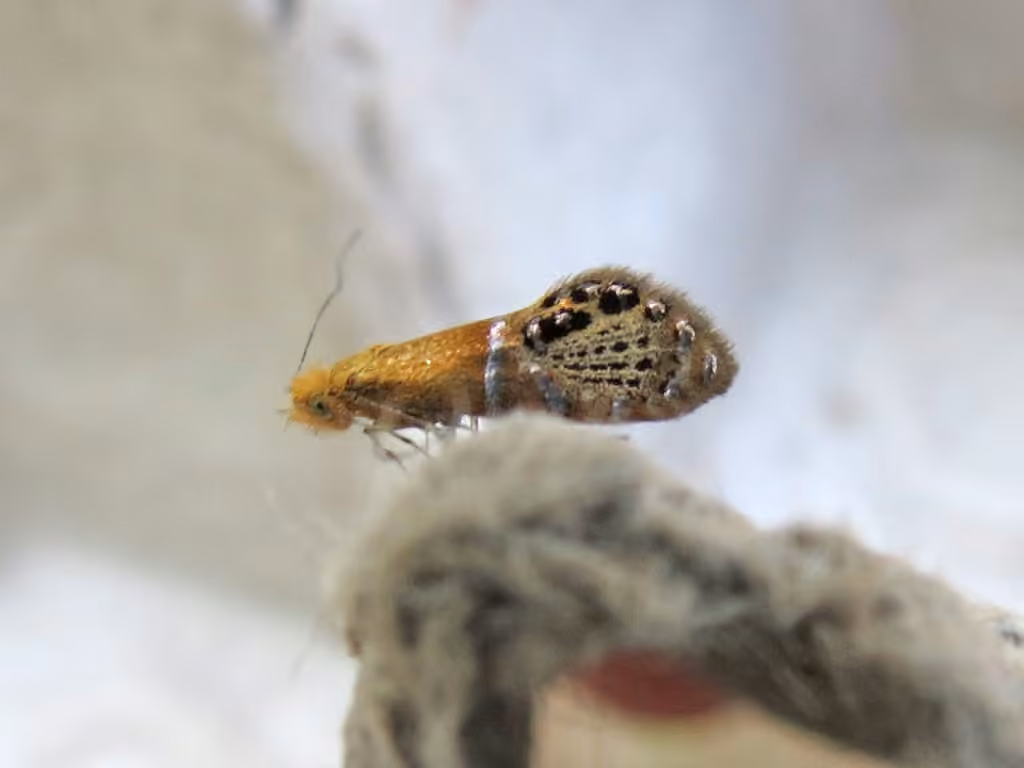 Ridings' Fairy Moth, Adult