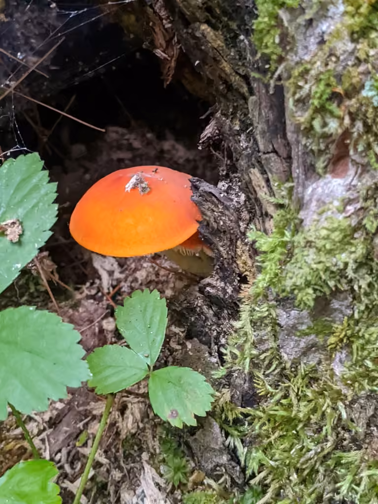 Plutée orangé, photo 3 sur 5