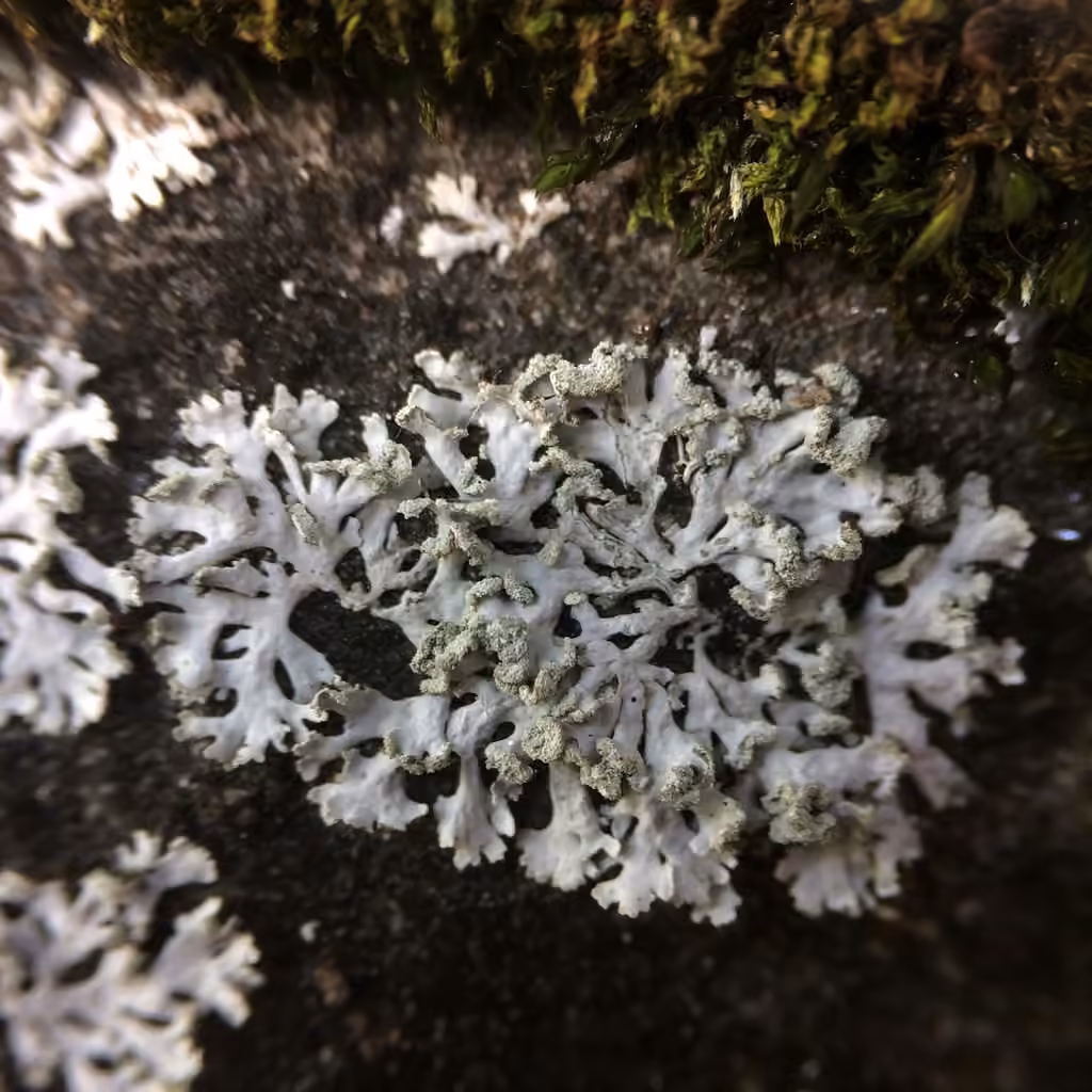Physcie douteuse, photo 1 sur 5