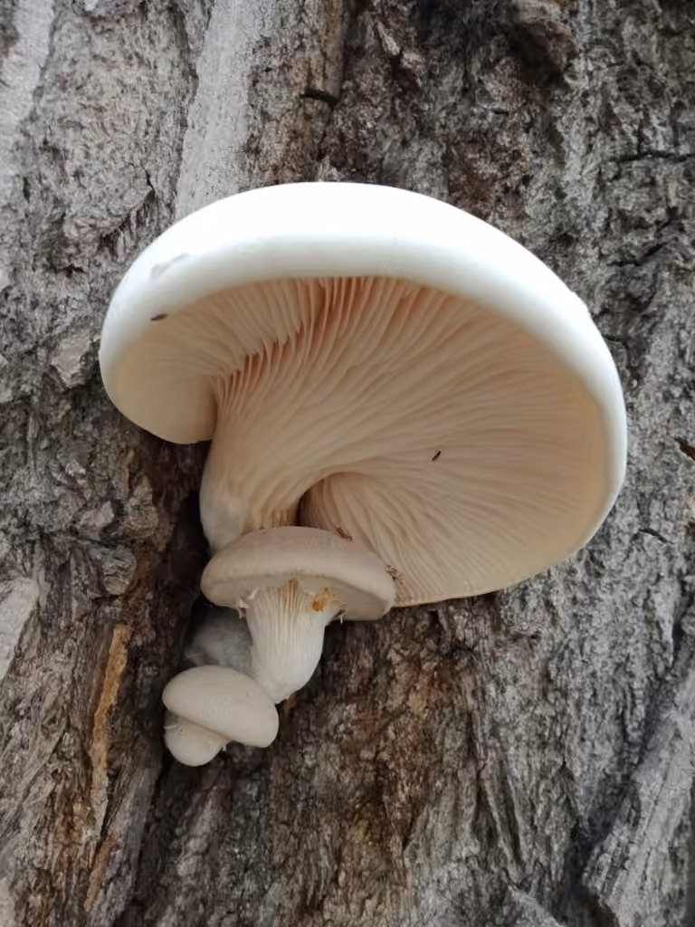 Pleurote du chêne