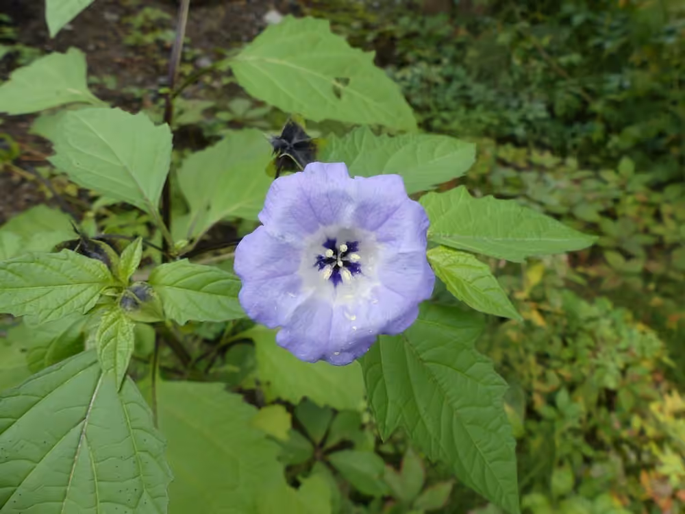 Apple of Peru, In flower