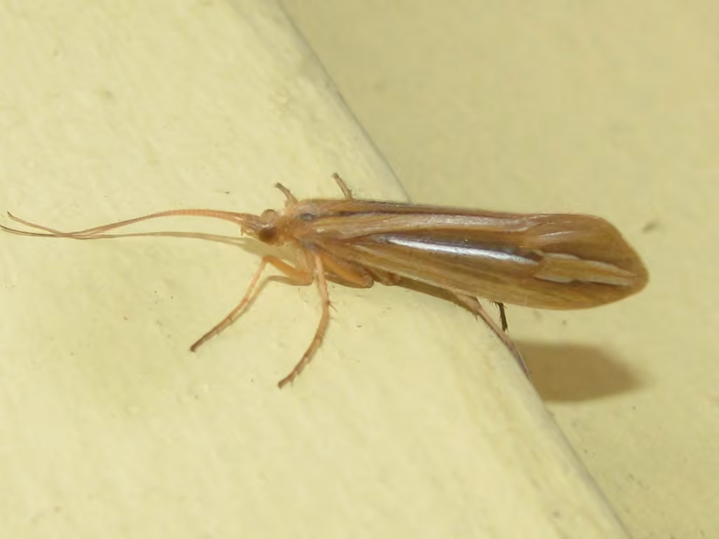 Silver-striped Northern Caddisfly, photo 1 of 5