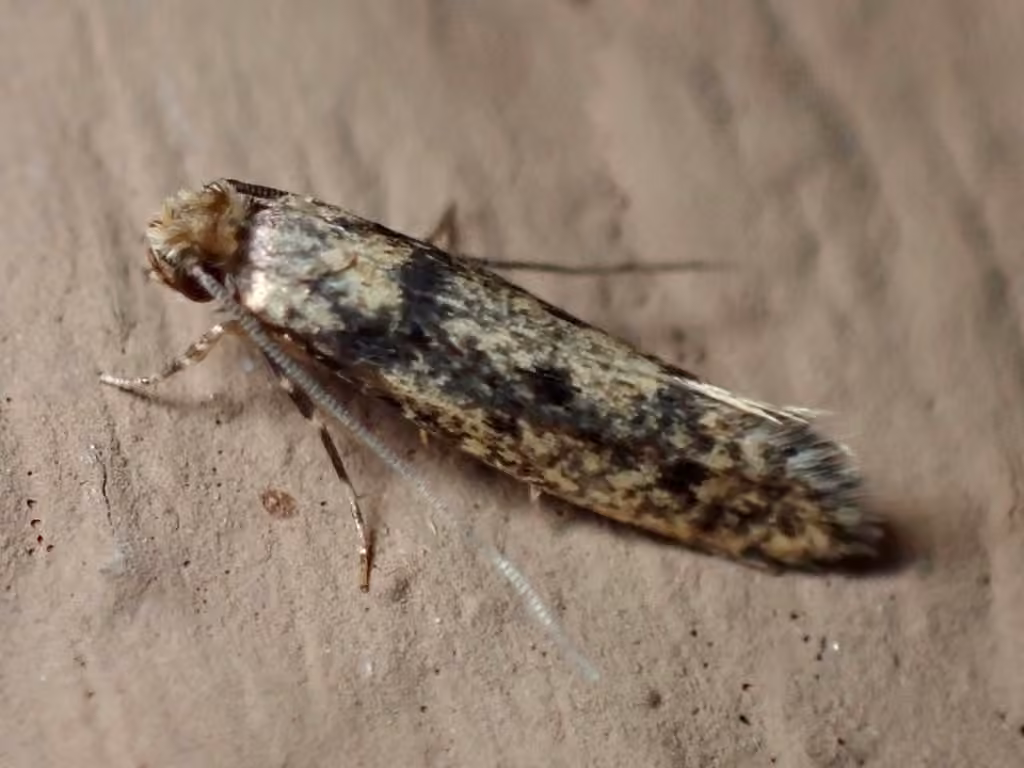 European House Moth, Adulte