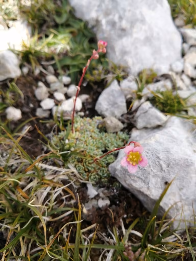 White Mountain saxifrage, In flower