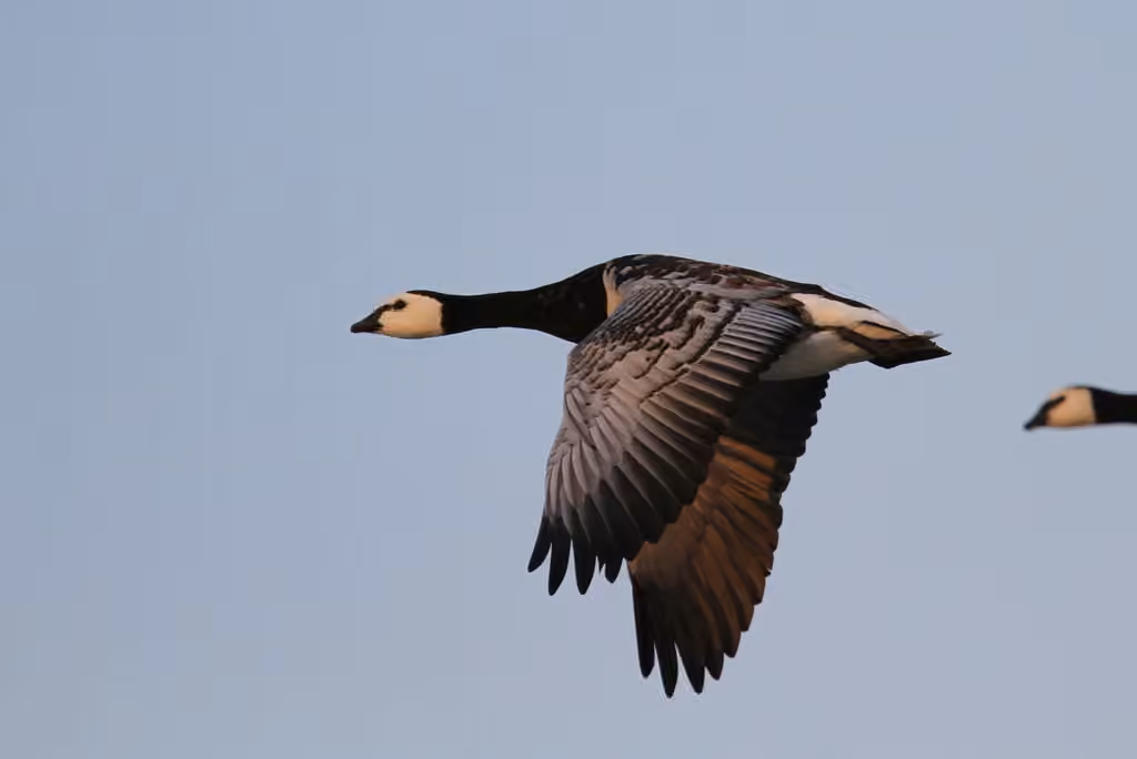 Barnacle Goose, photo 2 of 5