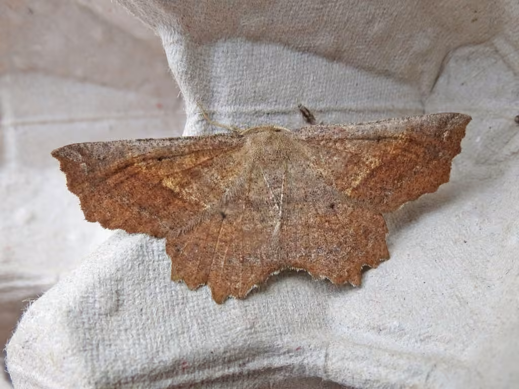 Effective Euchlaena Moth, Adult