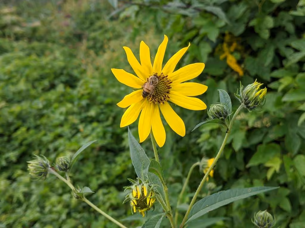 Giant sunflower, In flower