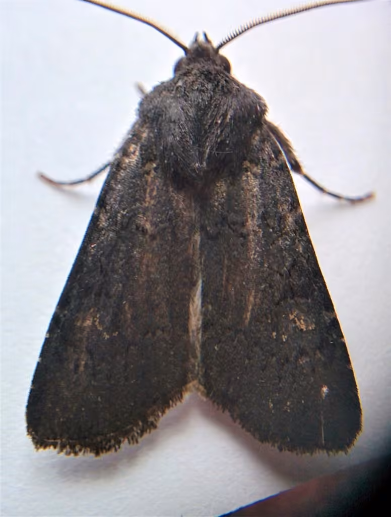 Fleece-winged Dart, Adult