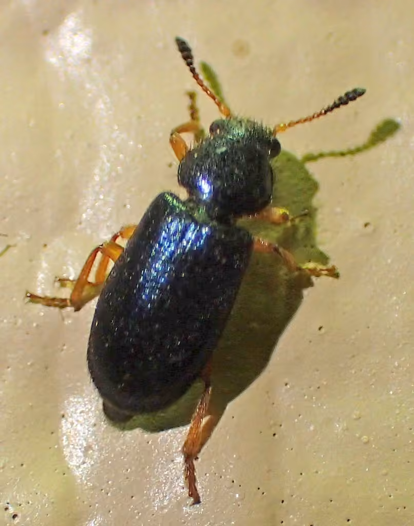 Red-legged Ham Beetle, photo 3 of 5