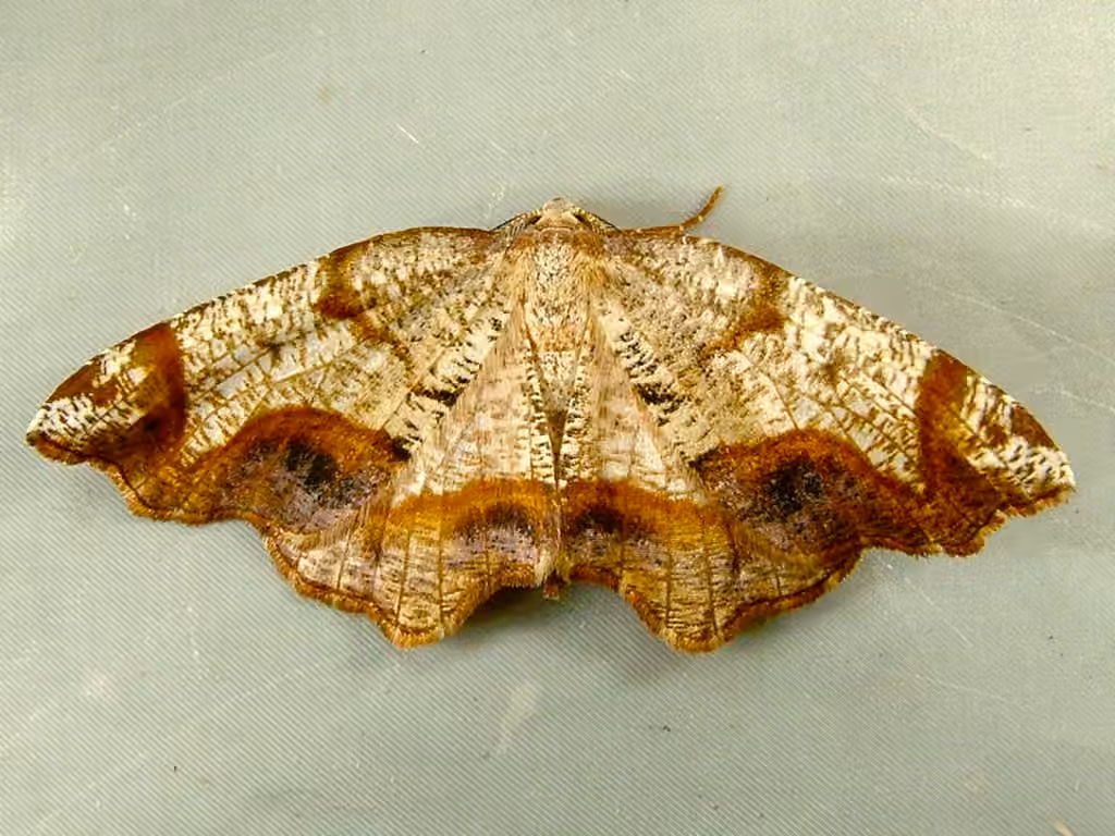 Friendly Probole Moth, photo 2 of 5