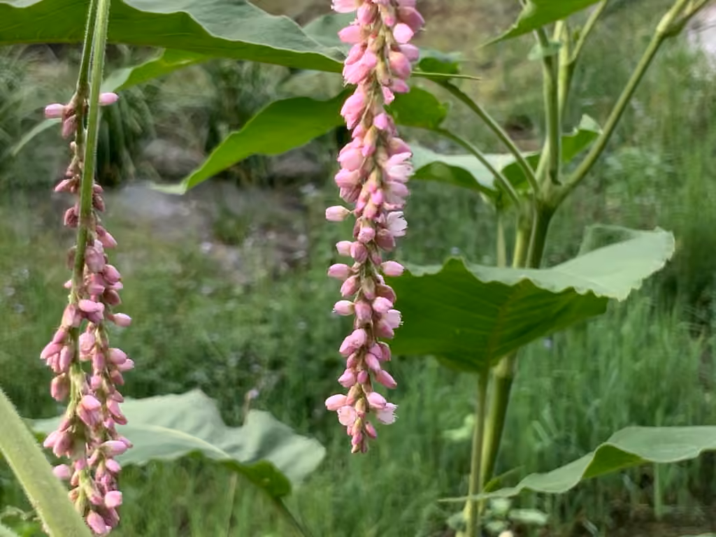 Renouée orientale, En fleurs