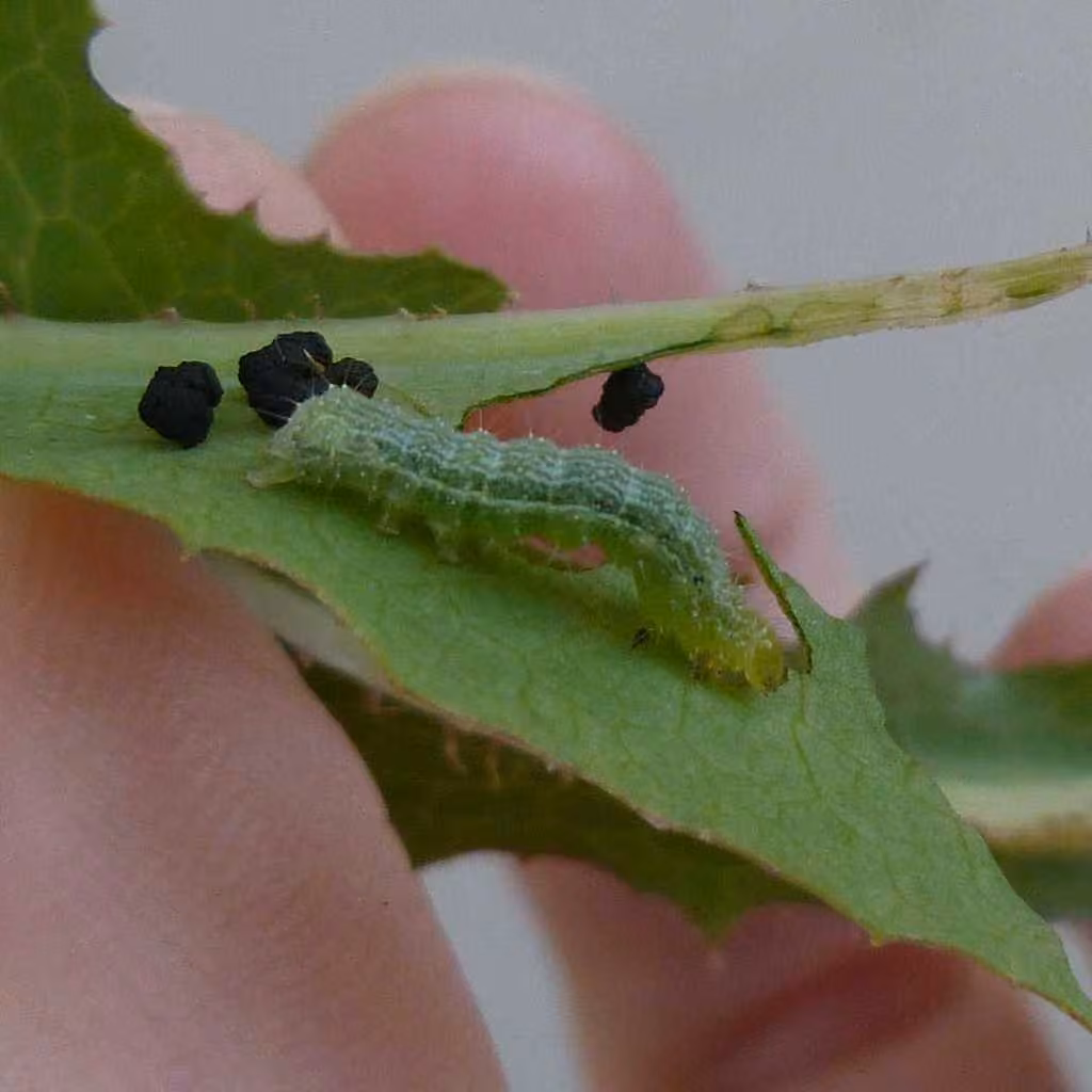 Bilobed Looper Moth, photo 3 of 5