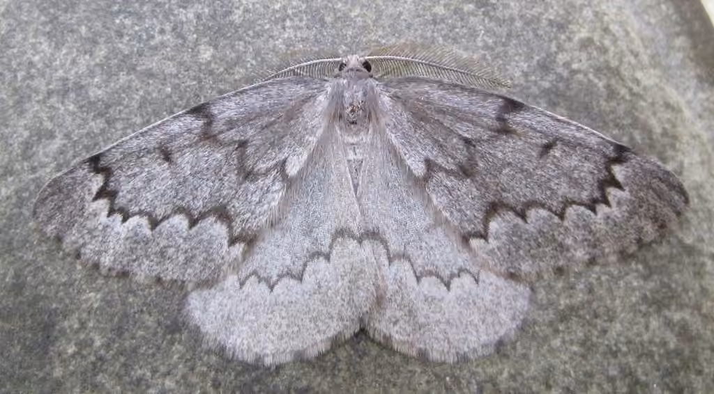 Boreal Pine Looper Moth, Adult