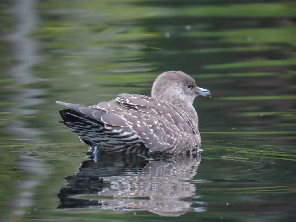 Long-tailed Jaeger, Juvenile