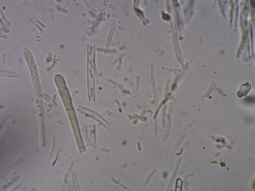Lachnum pygmaeum, photo 2 sur 5