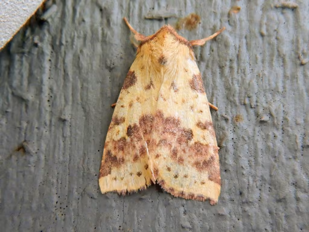 Pink-banded Sallow, photo 3 of 5