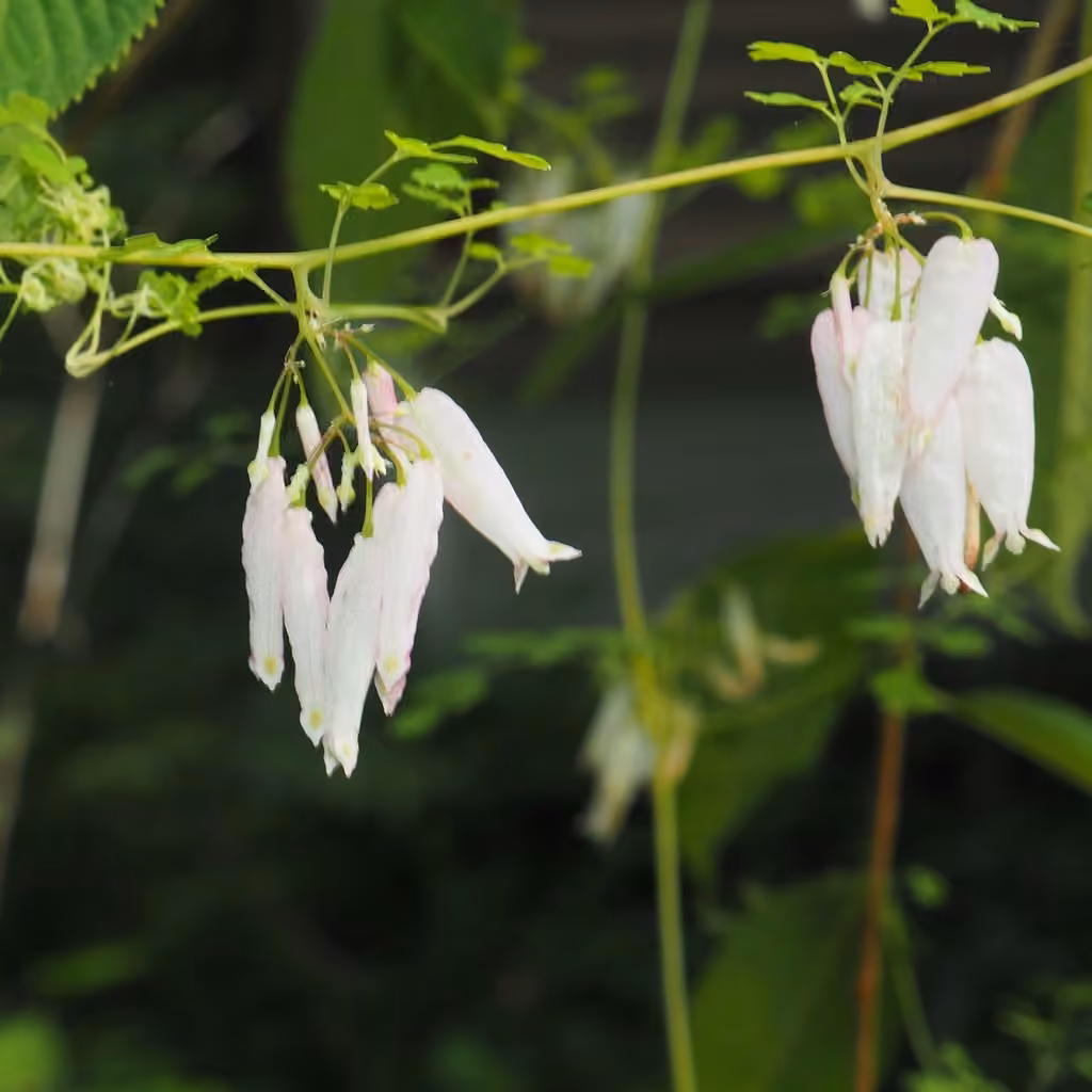 Adlumie fongueuse, En fleurs
