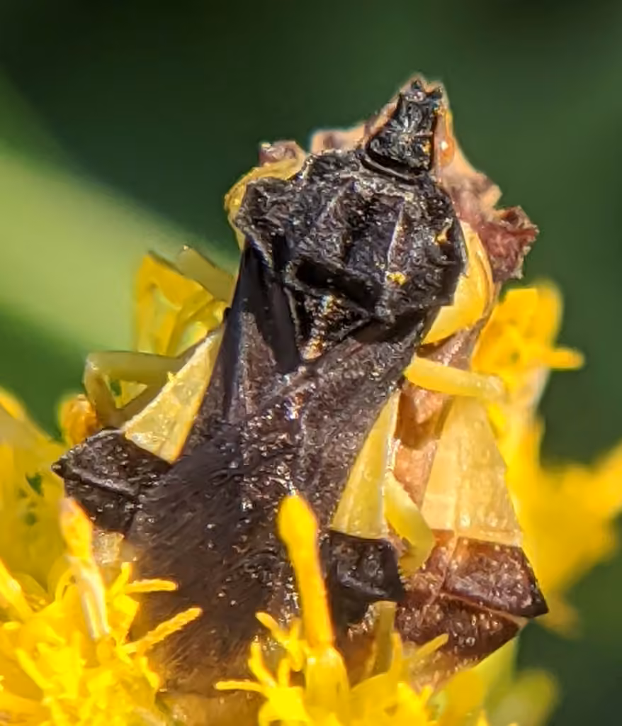 Pennsylvania Ambush Bug, Female
