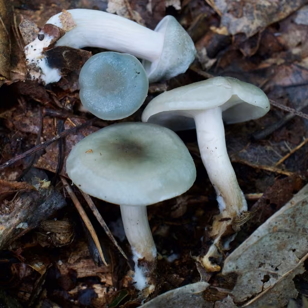 Clitocybe odorant