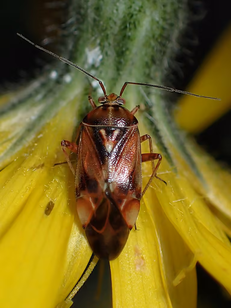 Lygus punctatus, Adult