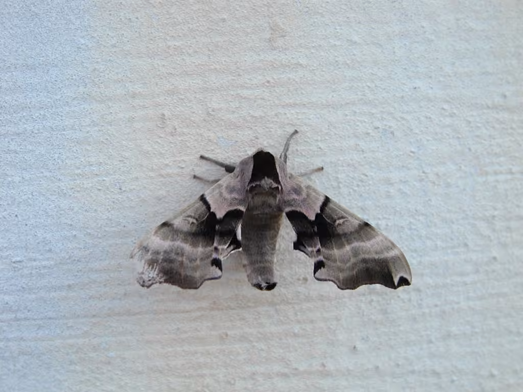 Sphinx géminé, Mâle