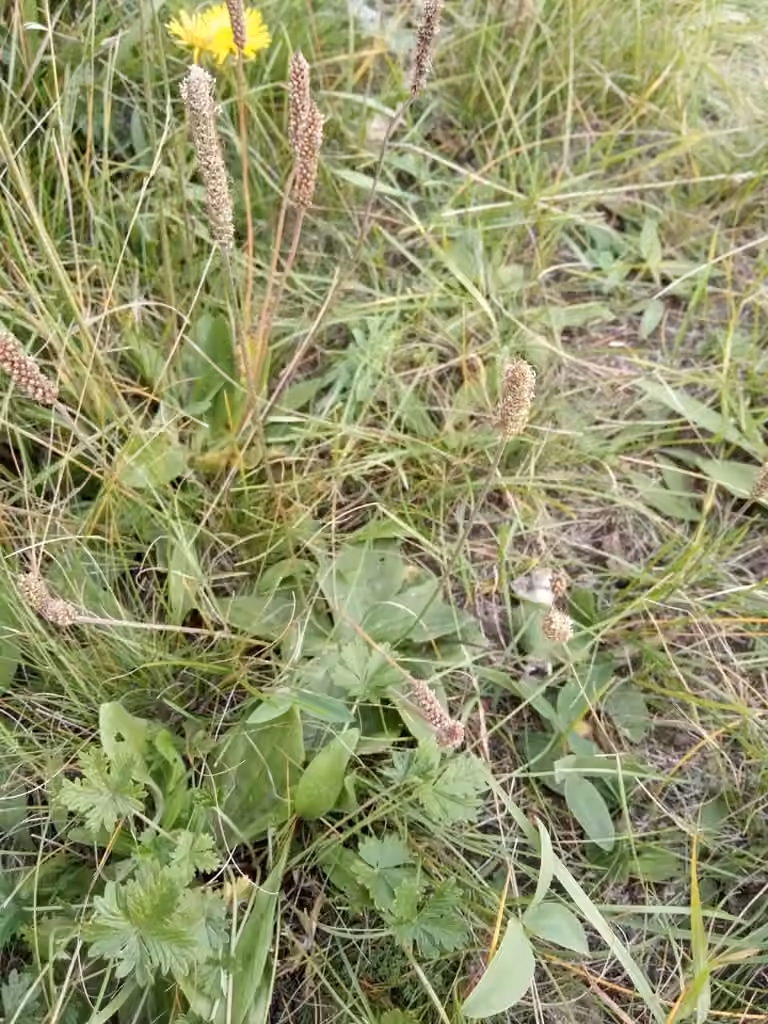Hoary plantain, In fruit