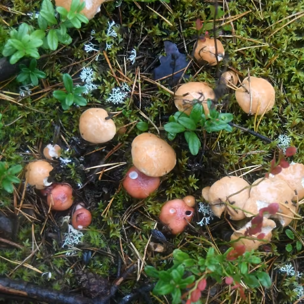 Bolet des bouviers, photo 3 sur 5