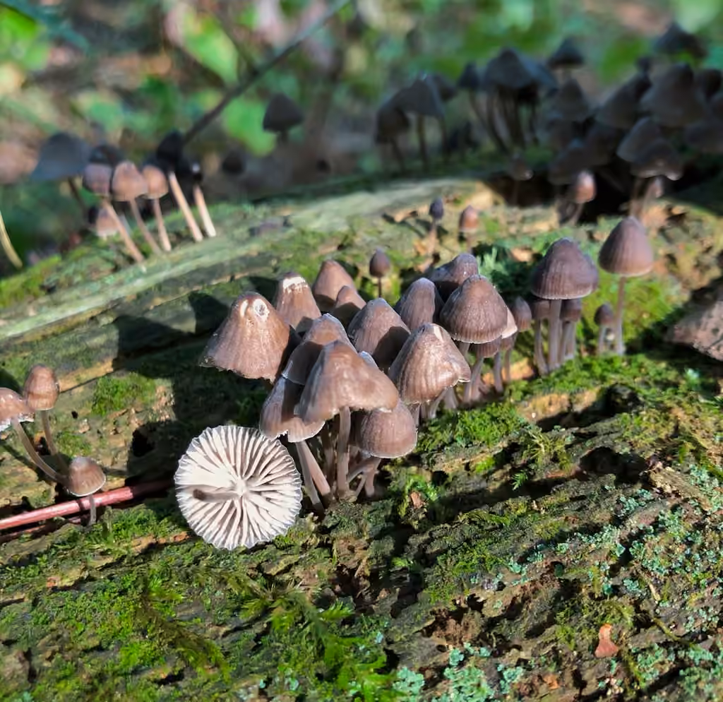Alkaline Mycena, photo 3 sur 5