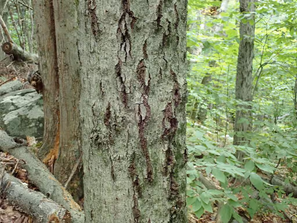 Beech Bark Canker Fungus, photo 2 sur 5