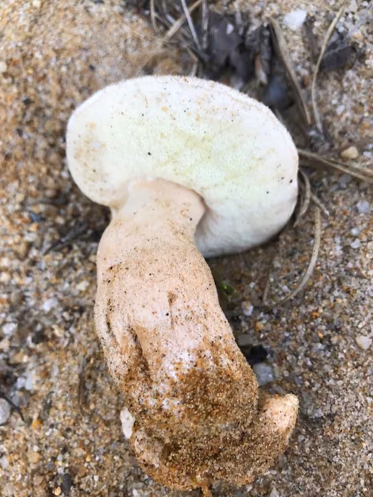 Gyroporus subalbellus