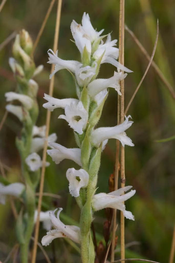 Sphinx ladies'-tresses, In flower