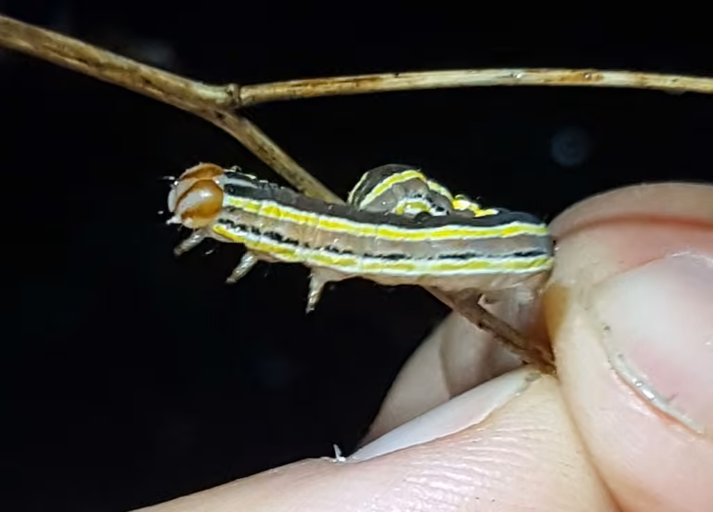 Striped Garden Caterpillar Moth, Caterpillar