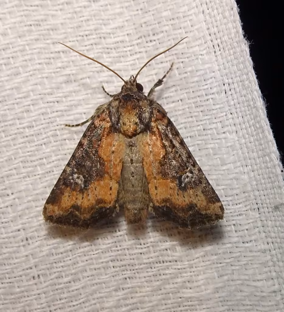 Broken-lined Brocade Moth, Adult