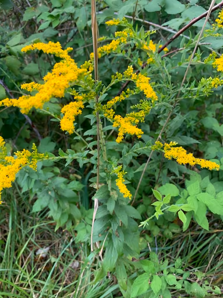 Verge d'or rugueuse