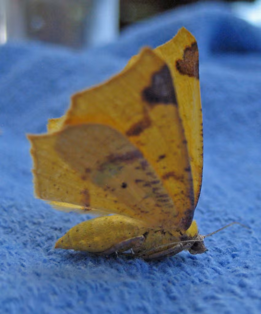 Variable Antepione Moth, photo 1 sur 5