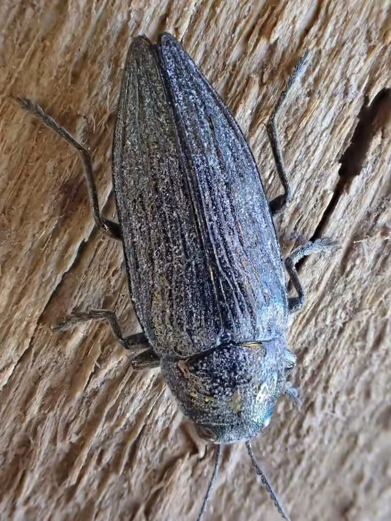 Spotted-belly Buprestid Beetle, photo 2 of 5