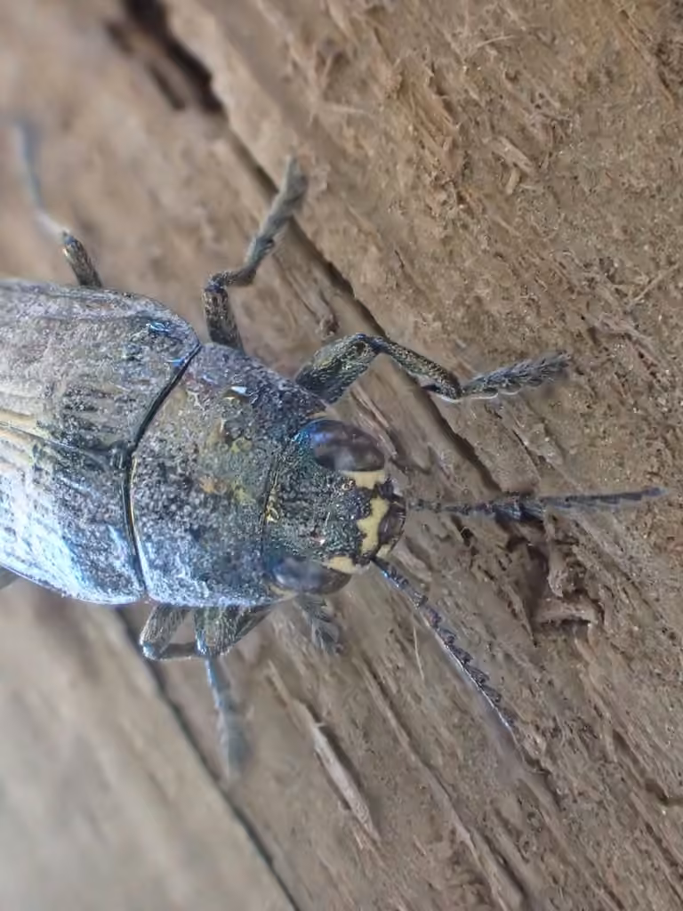 Spotted-belly Buprestid Beetle, photo 3 of 5