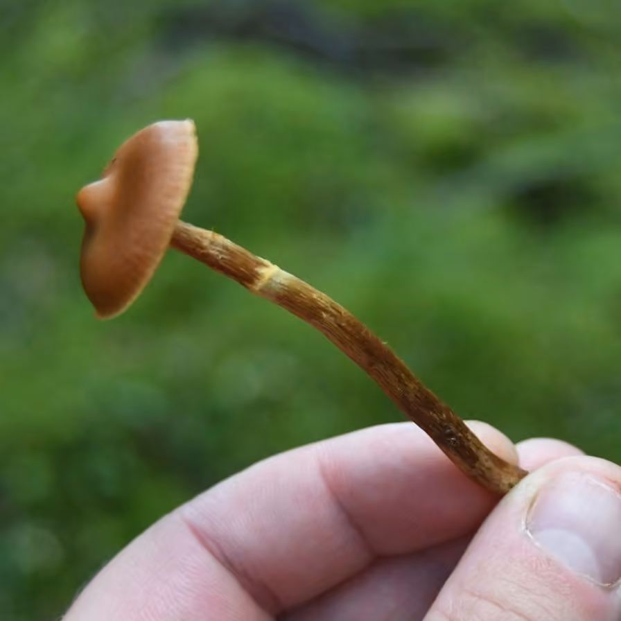 Conifer Webcap, photo 3 of 5