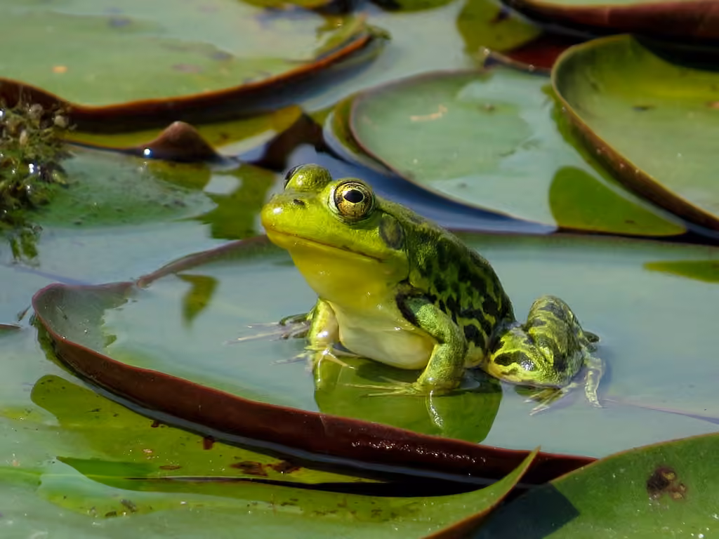 Grenouille du Nord