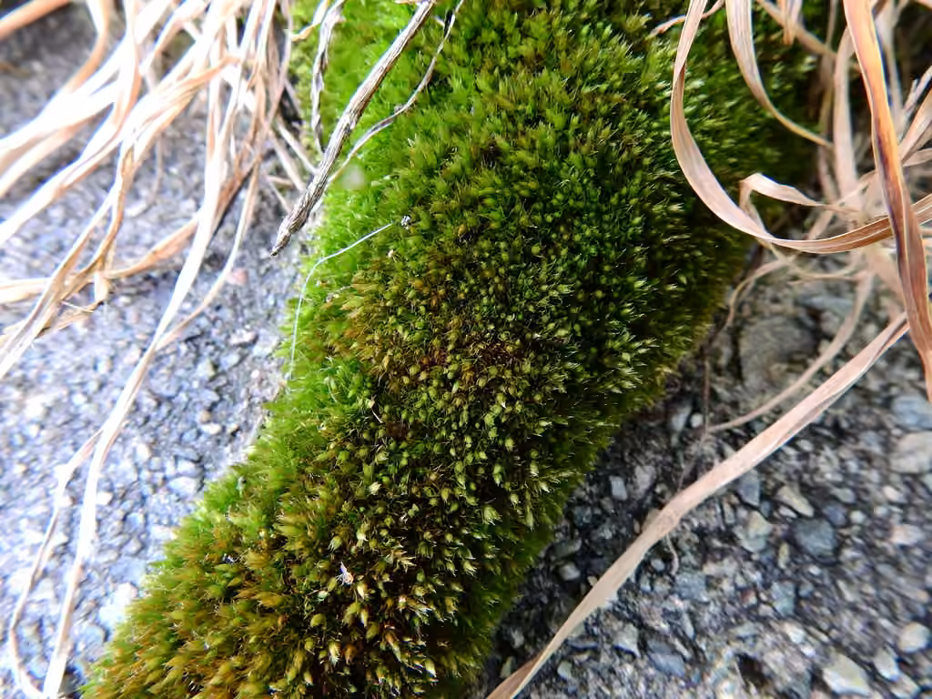 Bryum cespiteux, photo 2 sur 5