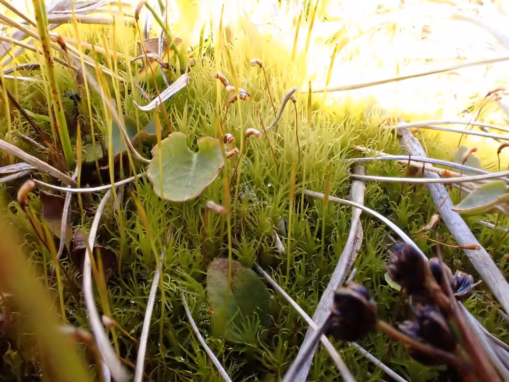 Oncophorus moss, photo 3 of 5
