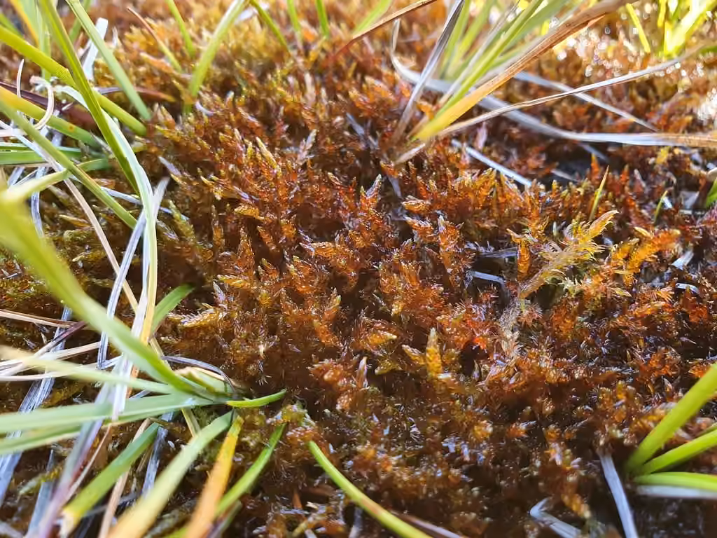 Twiggy Spear-moss, photo 3 of 5