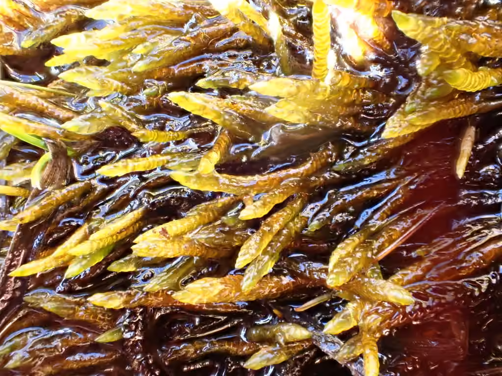 Three-ranked Spear-moss, photo 1 of 5