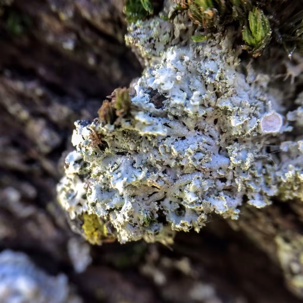 Mealy Rosette Lichen, photo 2 of 5