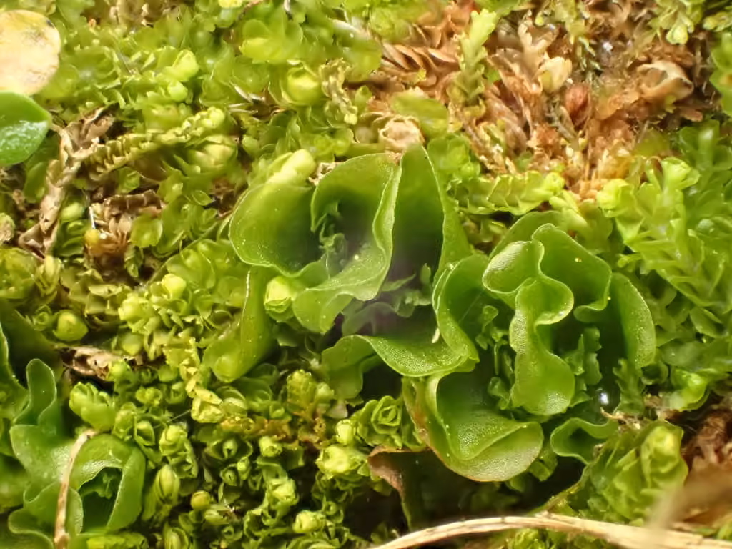 Blytt's Ruffwort, photo 3 of 5