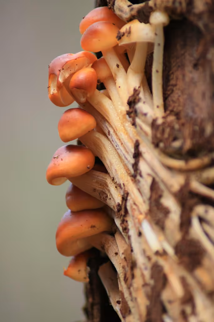 Velvet Shank, photo 2 of 5